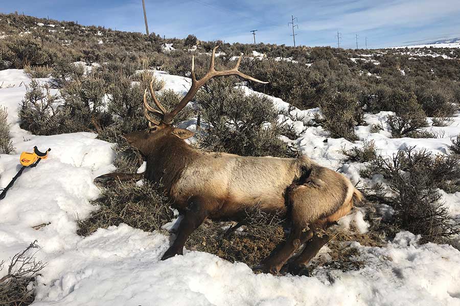 6 Bull Elk Poached