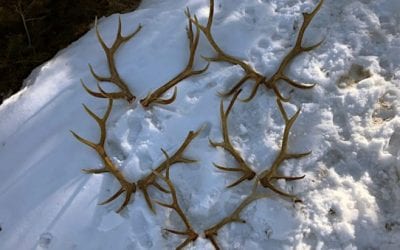 $18,000 Reward Being Offered After 6 Bull Elk Poached in Utah