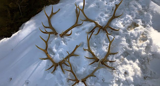 6 Bull Elk Poached