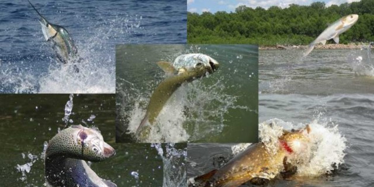 30 Photos of Fish Jumping Out of Water You Want to Fish In