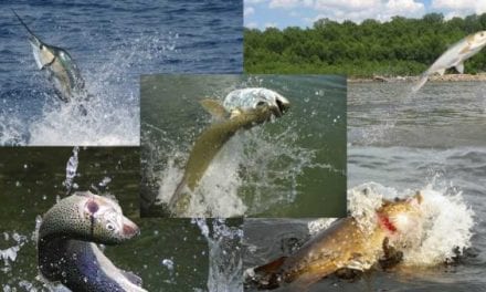 30 Photos of Fish Jumping Out of Water You Want to Fish In