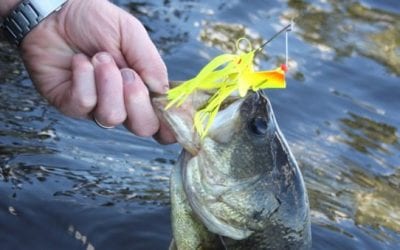 5 Bass Fishing Lures You Should Always Keep on Deck