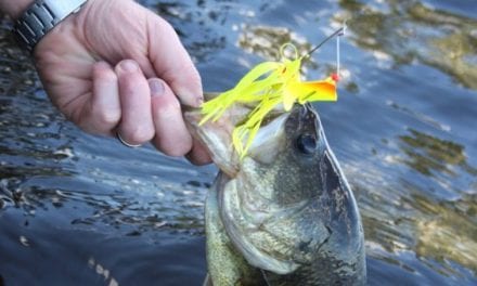 5 Bass Fishing Lures You Should Always Keep on Deck