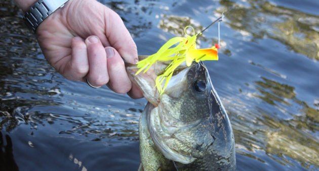 bass fishing lures