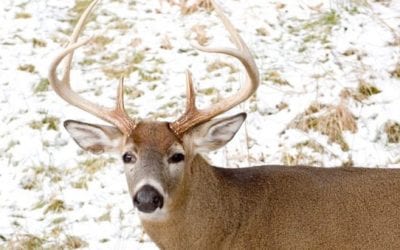 5 Best Places to Hunt in Ohio