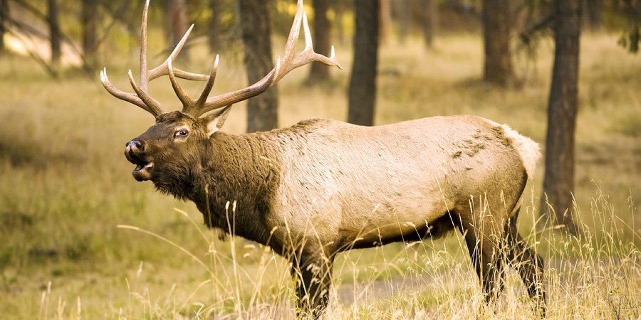 5 States With the Best Over the Counter Elk Hunting