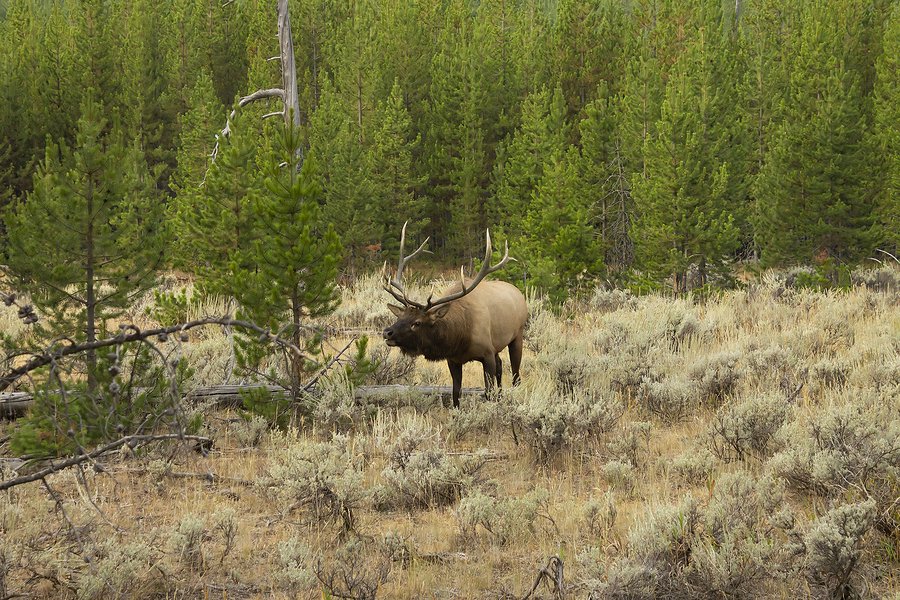 5 States With the Best Over the Counter Elk Hunting Outdoor