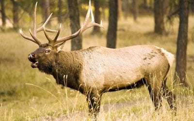 5 States With the Best Over the Counter Elk Hunting