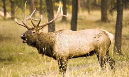 5 States With the Best Over the Counter Elk Hunting