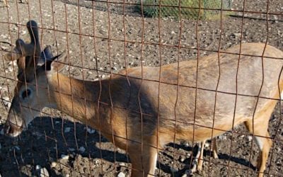 $500,000 in Taxpayer Money Has Been Paid to Deer Farms for CWD Buyouts