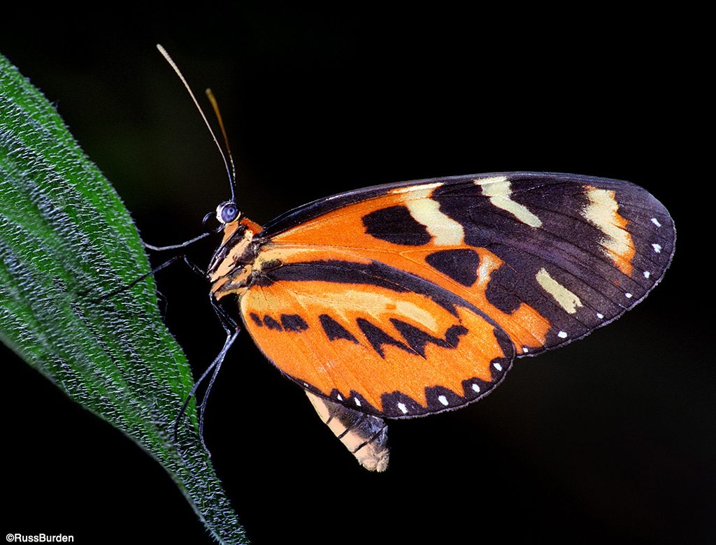 Macro Background Tips