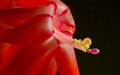 6 Creative Macro Background Tips