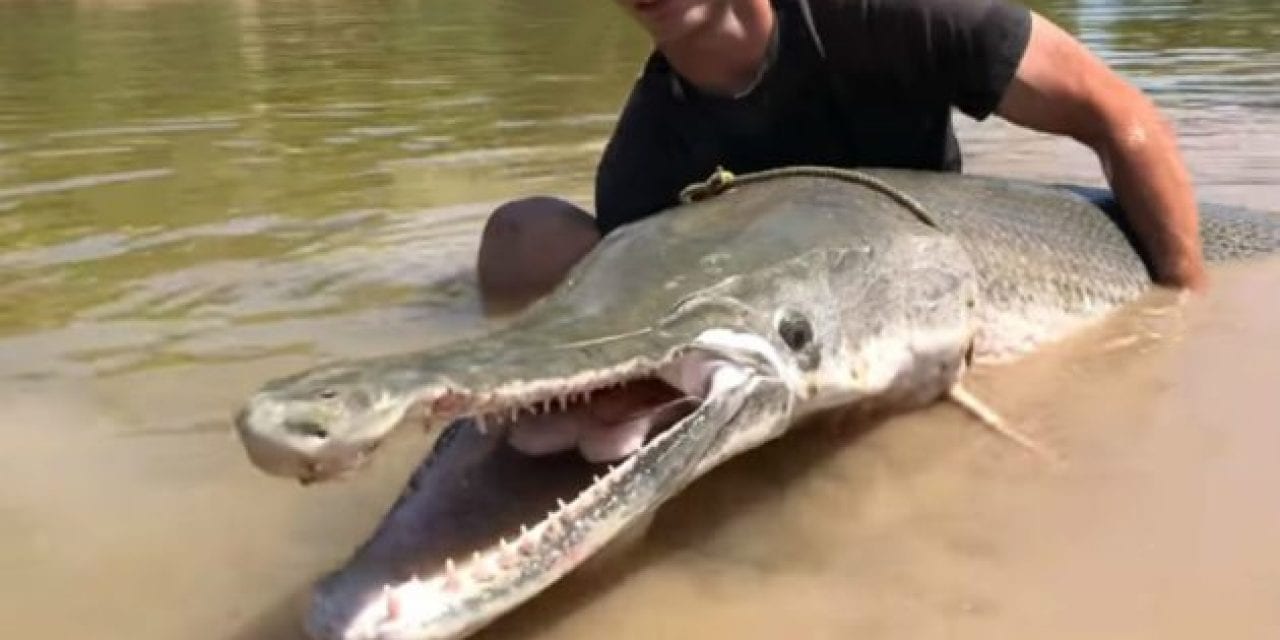 7-Foot, 230-Pound Alligator Gar Drags Jon Boat Around Texas River