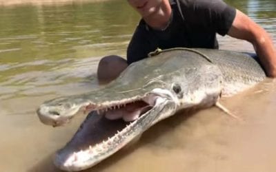 7-Foot, 230-Pound Alligator Gar Drags Jon Boat Around Texas River