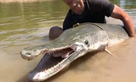 7-Foot, 230-Pound Alligator Gar Drags Jon Boat Around Texas River