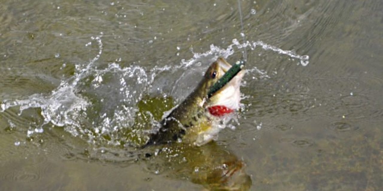 Bass Fishing Tips to Nail It This Spring