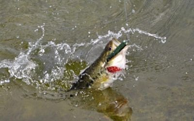 Bass Fishing Tips to Nail It This Spring