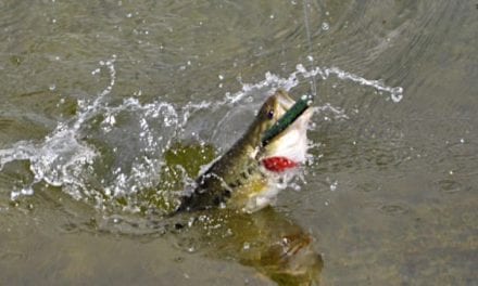 Bass Fishing Tips to Nail It This Spring