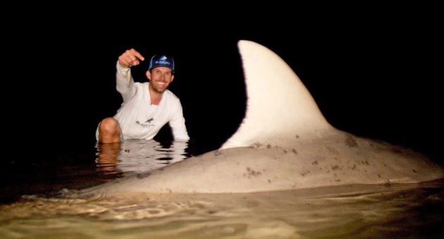 bull shark in river