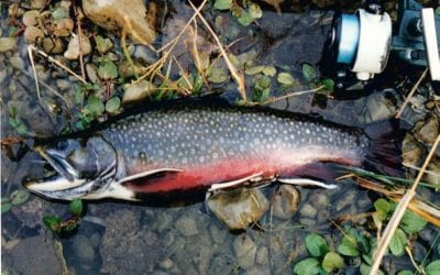 Brookie to Brighten the Day