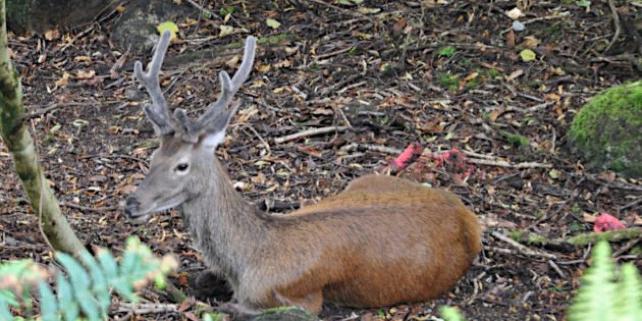 Brutal Deer Attack in France Ended with Hunter Getting 50 Facial Stitches