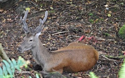 Brutal Deer Attack in France Ended with Hunter Getting 50 Facial Stitches
