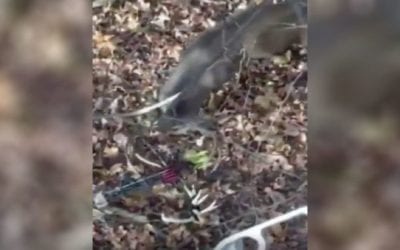 Buck Passes Hunter’s Stand While Bow is Still on the Ground