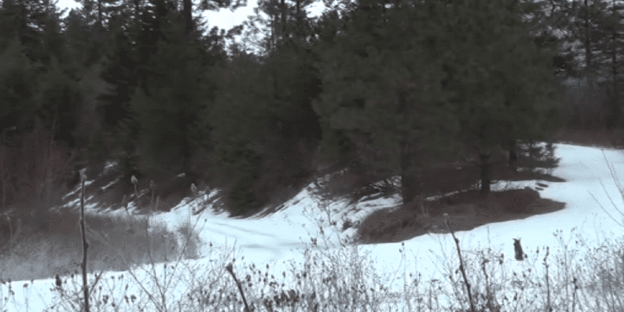 Can You Spot This Mountain Lion Before It Spots You?