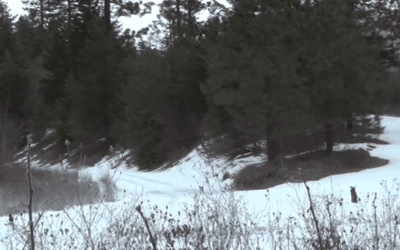 Can You Spot This Mountain Lion Before It Spots You?
