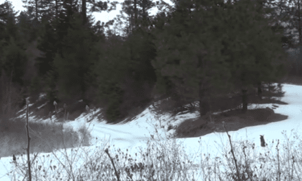 Can You Spot This Mountain Lion Before It Spots You?