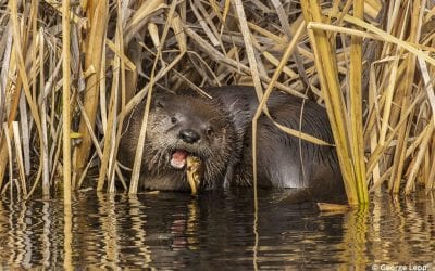 Canon EOS 90D Review For Nature And Wildlife