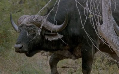 Cape Buffalo Hunting Video Captures Every Emotion Attached to Hunting