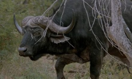 Cape Buffalo Hunting Video Captures Every Emotion Attached to Hunting