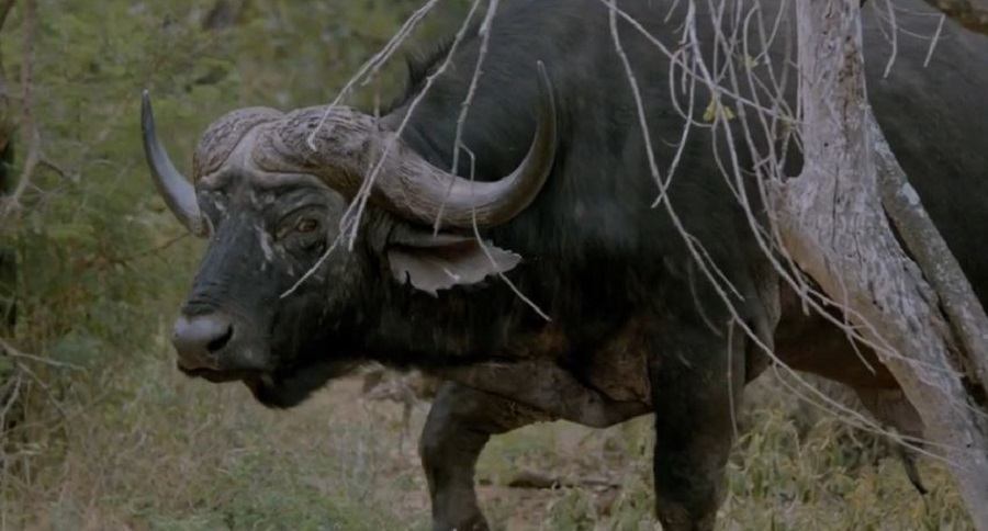 Most Incredible Cape Buffalo Hunting Video