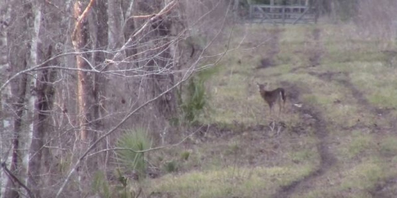 Deer Hunting With an AR-15 in 6.8 SPC