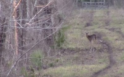 Deer Hunting With an AR-15 in 6.8 SPC