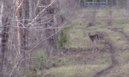 Deer Hunting With an AR-15 in 6.8 SPC