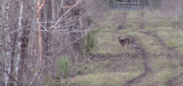 Deer Hunting With An AR-15 In 6.8 SPC