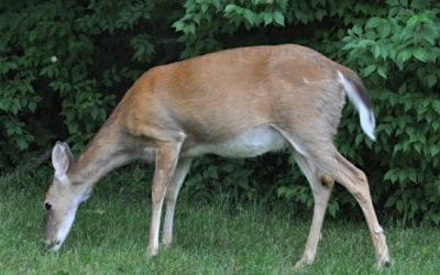 Disease-Sniffing Dogs Part of Pennsylvania’s CWD Detection Plan