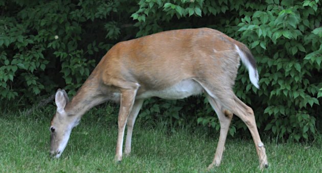 CWD Pennsylvania