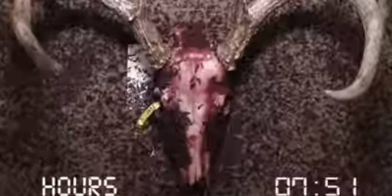 Flesh-Eating Beetles Will Apparently Clean a Deer Skull
