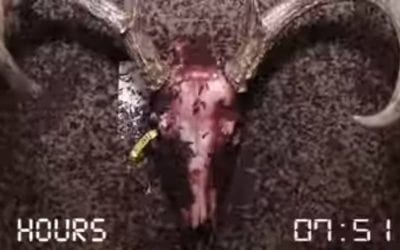Flesh-Eating Beetles Will Apparently Clean a Deer Skull