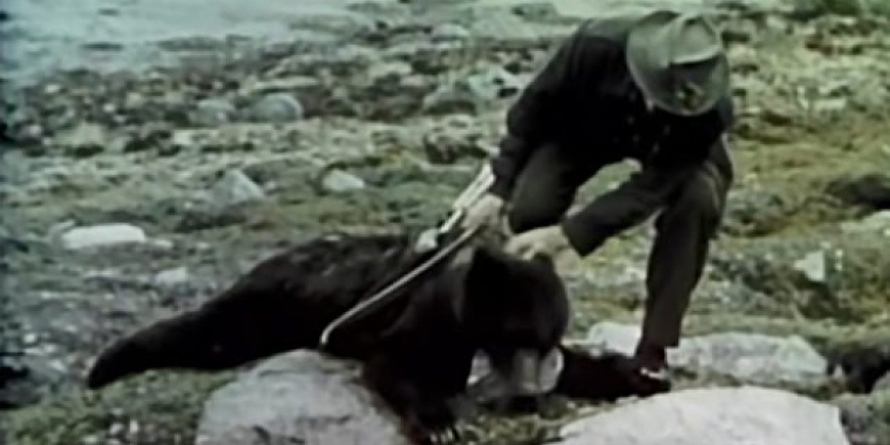 Fred Bear Hunts Bear and Mountain Goat in Classic Hunting Video