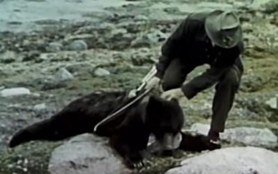 Fred Bear Hunts Bear and Mountain Goat in Classic Hunting Video