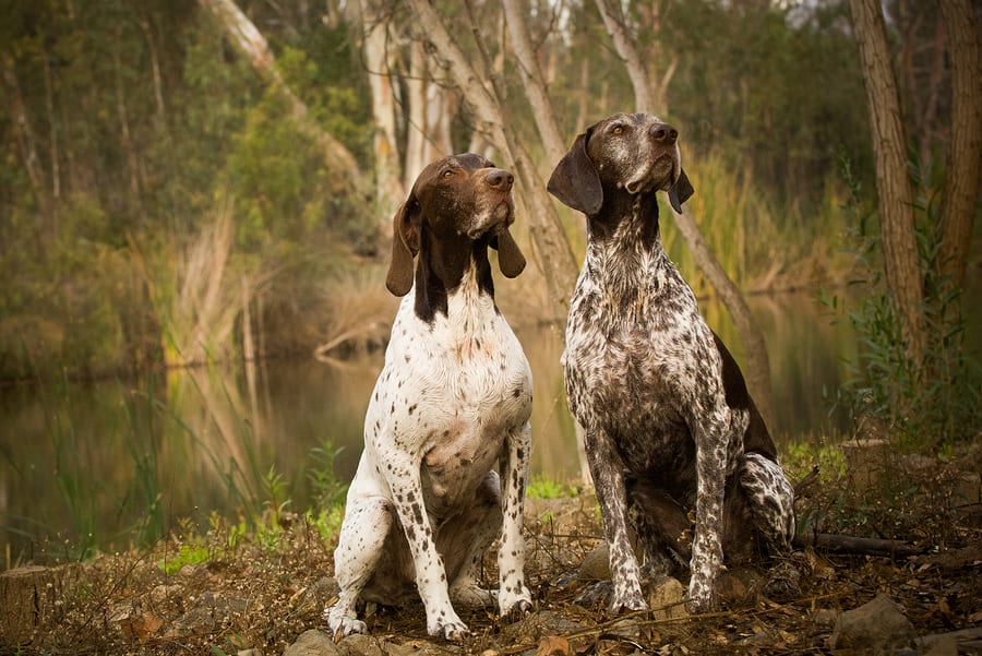 hunting dog breeds