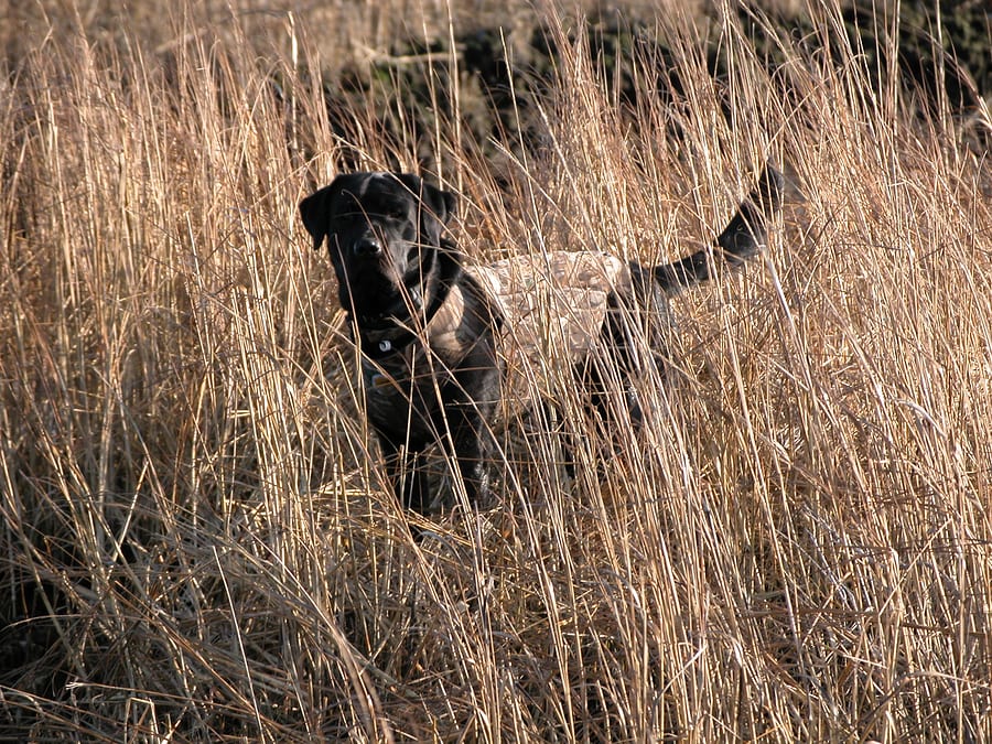 hunting dog breeds