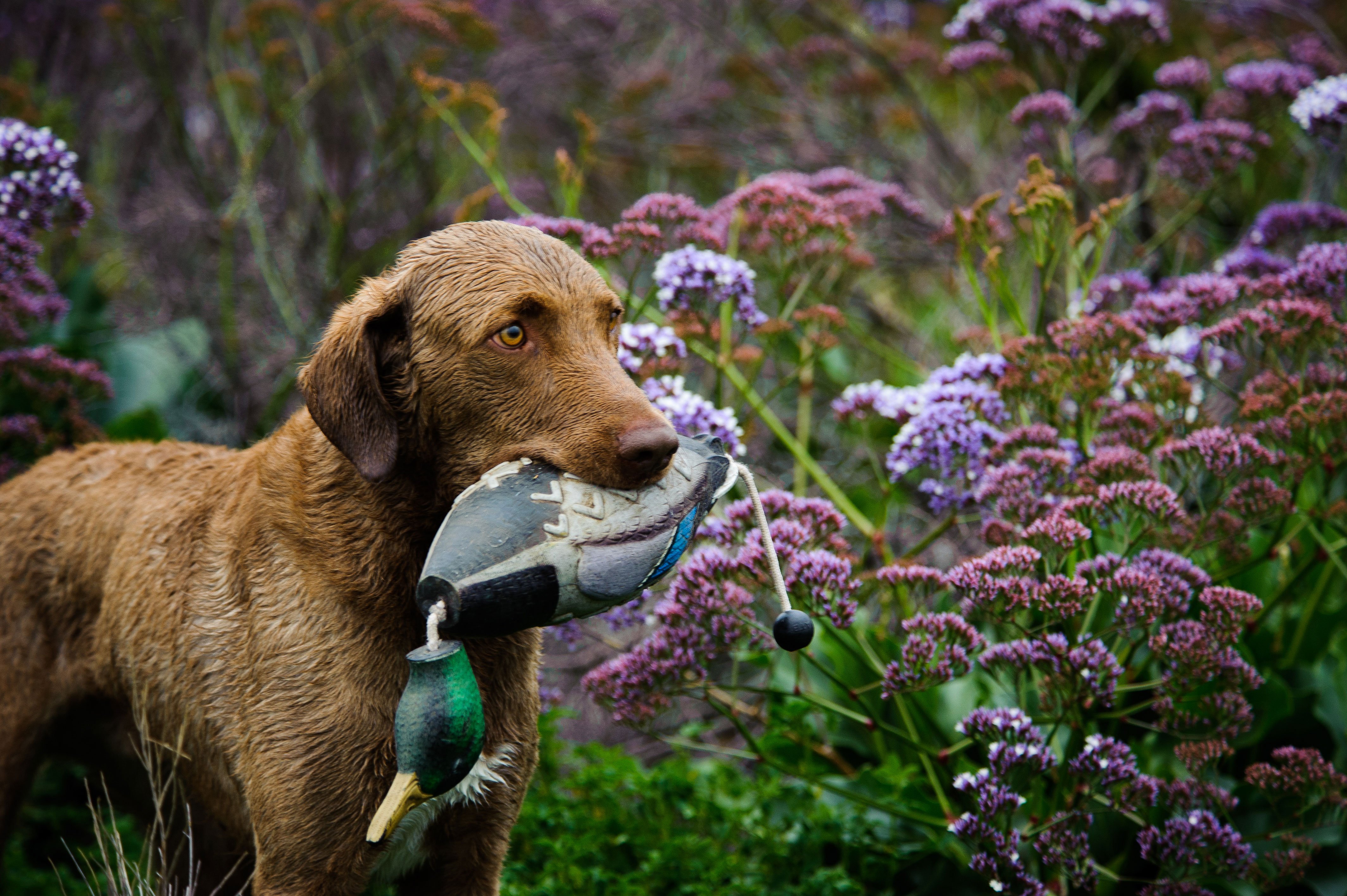 hunting dog breeds