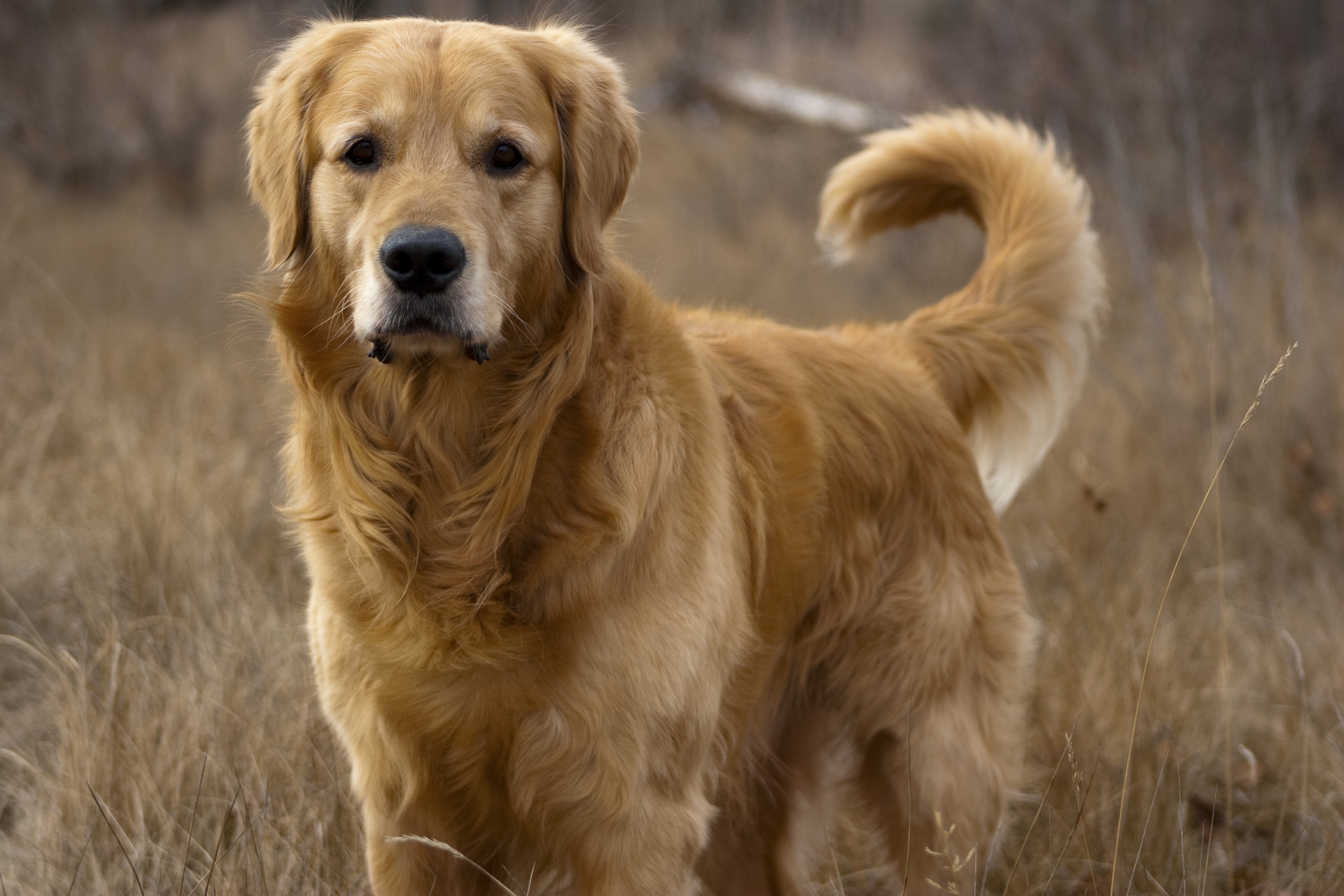 hunting dog breeds