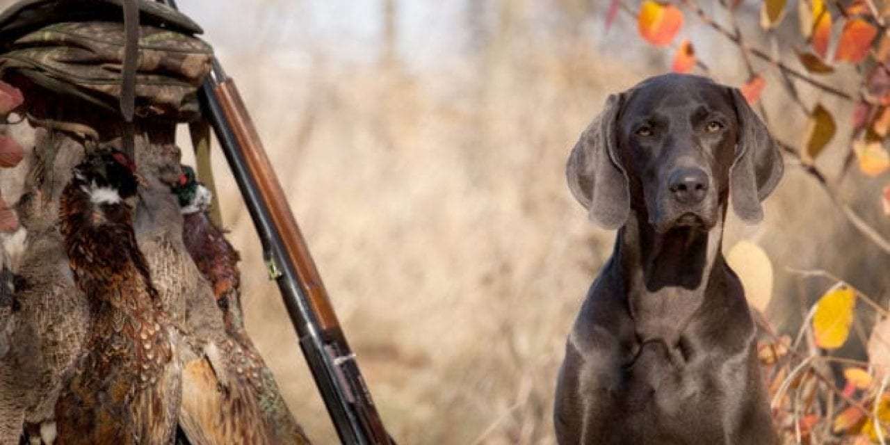 Gun Dog Hall of Fame: The 20 Best Hunting Breeds to Hit the Field