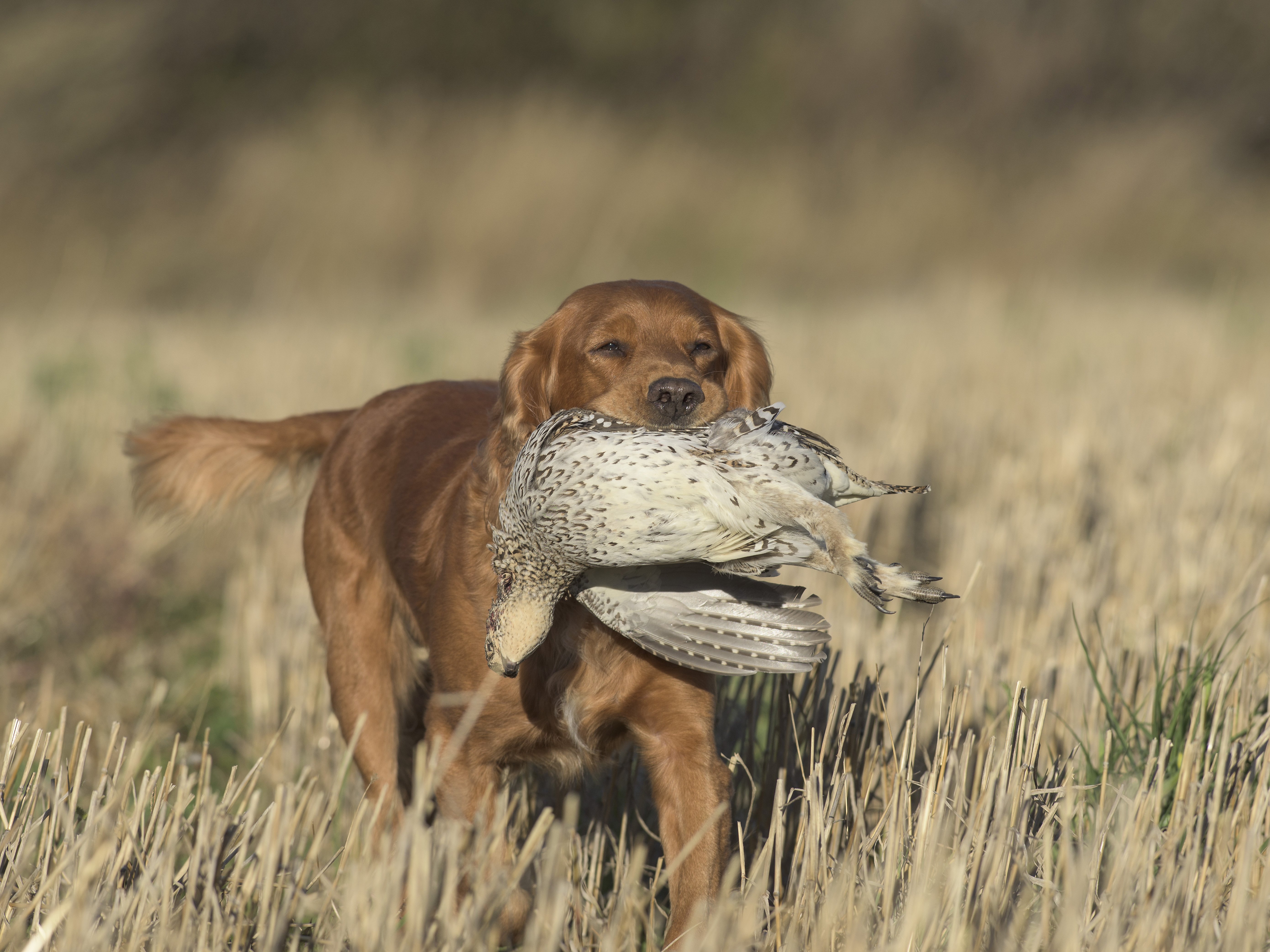 hunting dog breeds